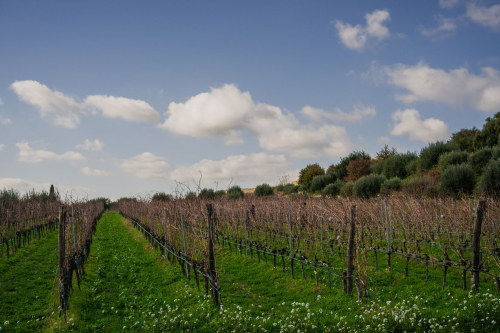 Bioweingut Sitenrain